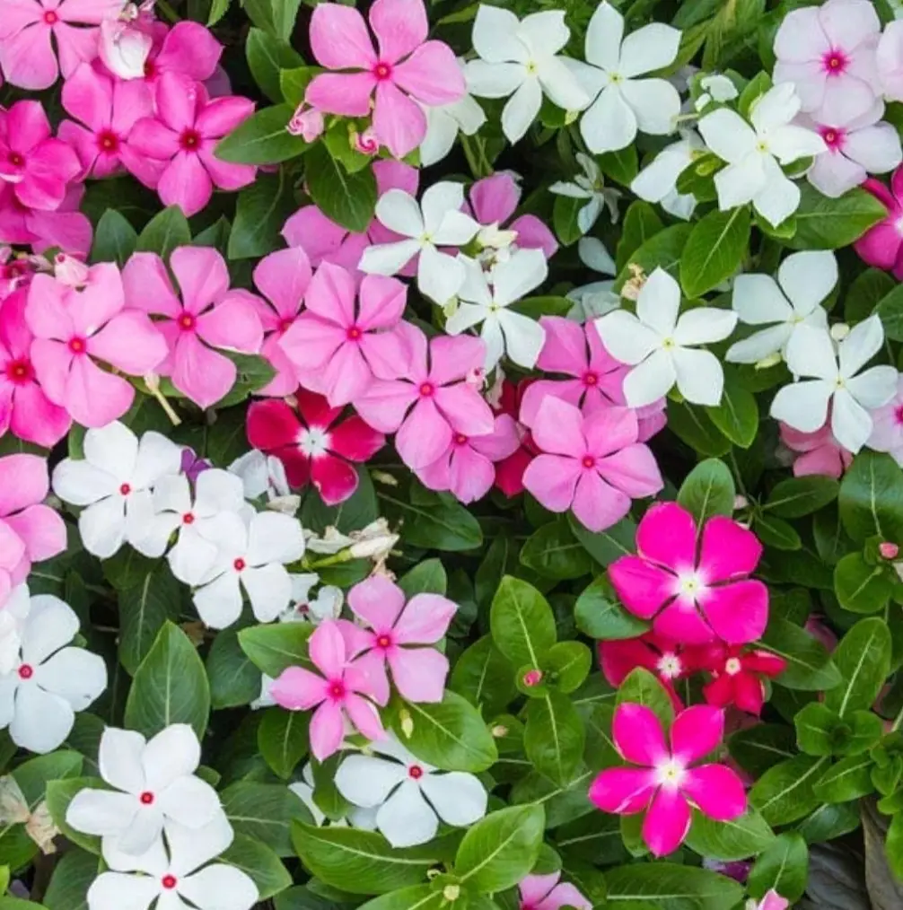 1200 Periwinkle Seeds Madagascar Mix Perennial Flowers - Catharanthus roseus Vinca Periwinkle Rose