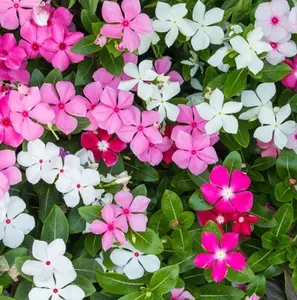 1200 Periwinkle Seeds Madagascar Mix Perennial Flowers - Catharanthus roseus Vinca Periwinkle Rose