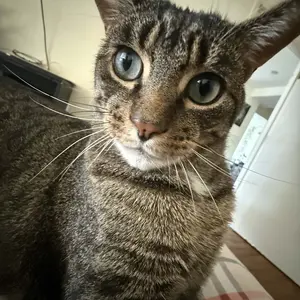 Vital Essentials Freeze-Dried Raw Single Ingredient Chicken Breast Cat Treats, 1-oz bag