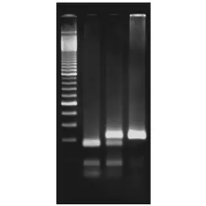 Exploring the Genetics of Taste: SNP Analysis of the PTC Gene Using PCR