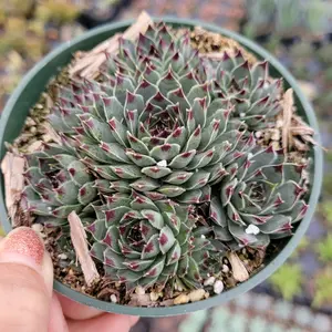 Sempervivum calcareum 'Greenii'