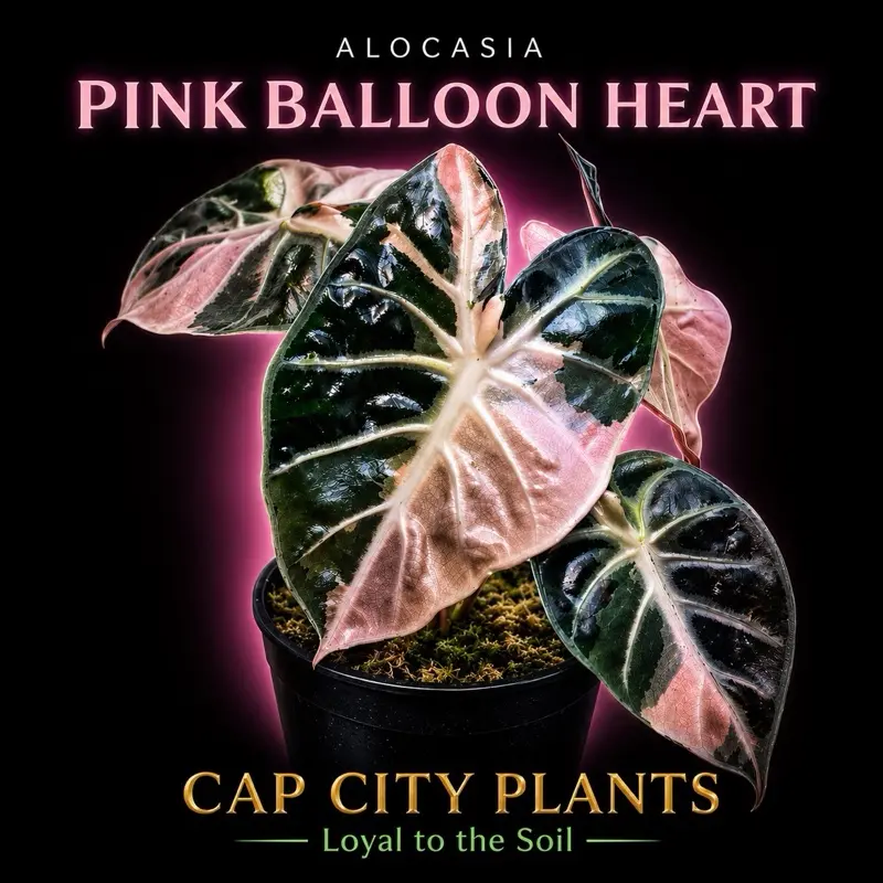 Alocasia Pink Balloon Heart Tissue Culture