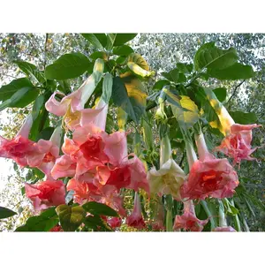 10 Perfection Angel Trumpet Seeds - Perennial Plant, Overwinter Indoors, Brugmansia, Citrusy Fragrance, Summertime Feel, Perennial Flower Garden