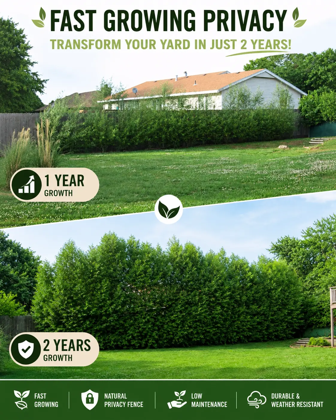 10 Austree Hybrid Willow Trees – Fast-Growing Living Privacy Screen & Windbreak