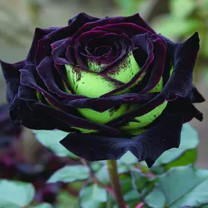 300 PCS Mix Colorful Flower Rose Seeds All Seasons Easy Growing Garden Planting Outdoor Flower Rose Seeds Fragrant Climbing Rosa Bush Vine Flower Easy Grow Low-Maintenance for Planting