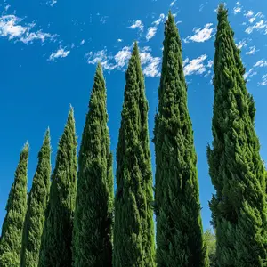 Italian Cypress (Cupressus sempervirens)