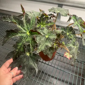 Begonia Bonsai Stick - 6" pot