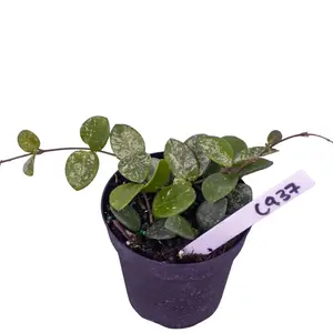 Hoya Mathilde Live Plant | Pet Friendly | Easy Care Hoya