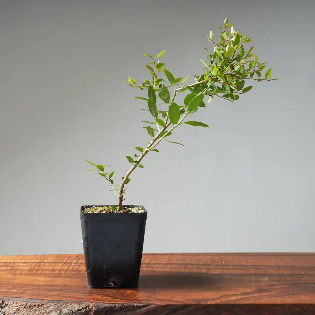 Yaupon Holly Bonsai Starters