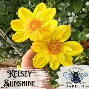Dahlia Seeds from Kelsey Sunshine Seed Parent