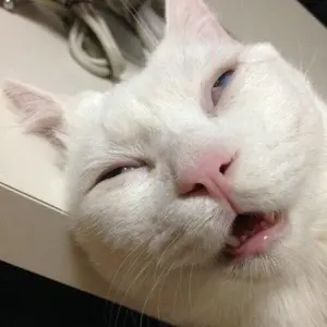 Meme Tee Shop shop logo