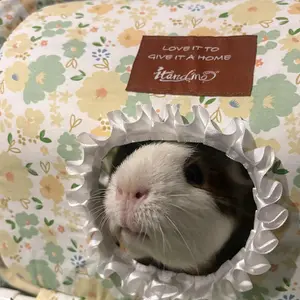 Guinea Pig Hideout Tassel Tunnel Rabbit Hideout No Bottom Guinea Pig Bed - Easy to Clean & Move - Thickened Skeleton & Breathable Bunny Beds - Small Animal Indoor Habitat for Rabbit Guinea Pig Ferret Hedgehog #GLOBAL PICKS