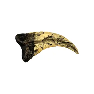 Utahraptor Claw Replica - Cretaceous Dinosaur
