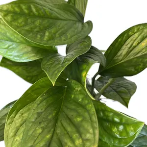 Monstera Green Galaxy (AKA Monstera Peru)