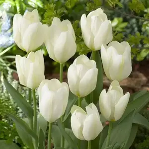 White Emperor 'Tulip Bulbs-12/+cm, Spring flowers