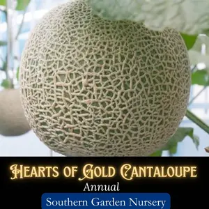 Hearts of Gold Cantaloupe Melon Seeds, Non-GMO Heirloom Garden Seed, Midwest Special home garden plant seed