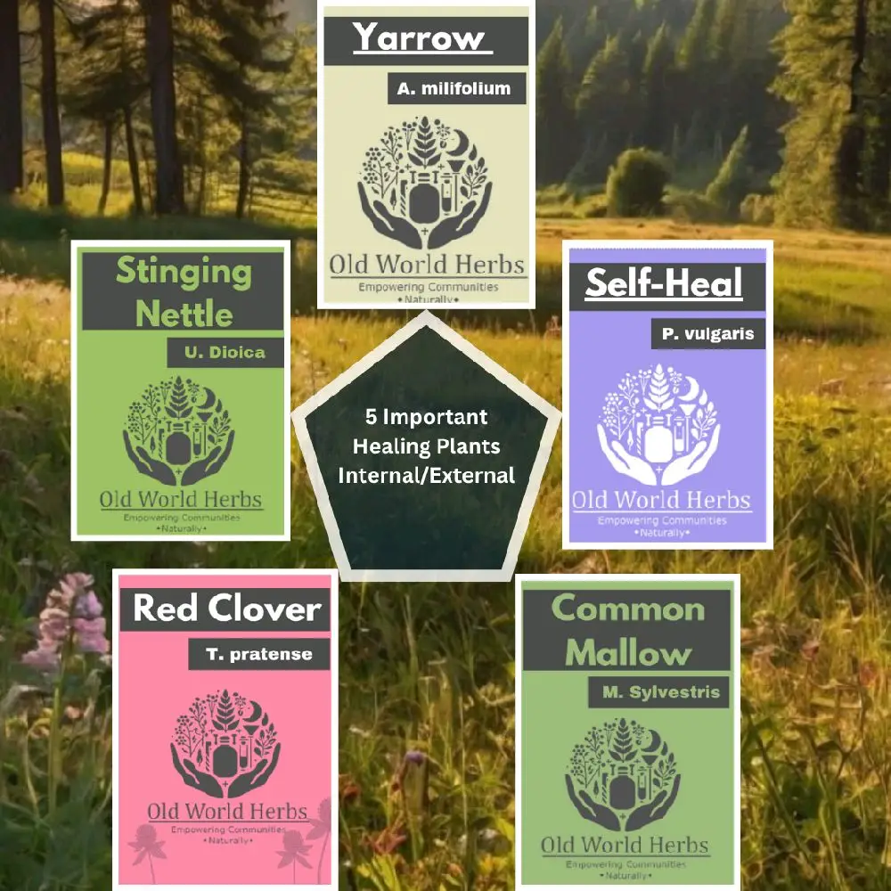 5 PACK Meadow Medicine PRINTED ZINE Booklet - Traditional Uses and Plant ID | USA