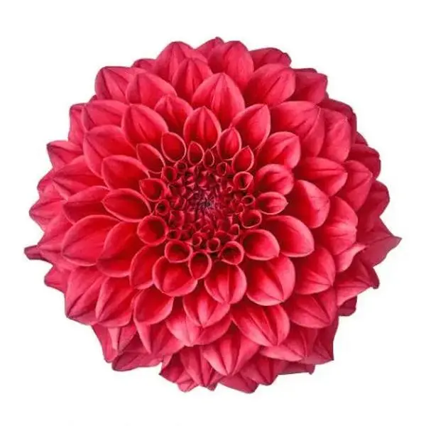 Anthurium Maravilla 13cm - 12 Stem Pack - TikTok Shop
