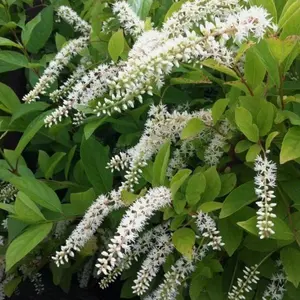 Henry's Garnet Itea Virginica Sweetspire Tree Shrub 6 -12"Tall 4 In pot- Garden Plants - Henry's Garnet Itea Live Plant - Ornamental Tree Outdoor Garden