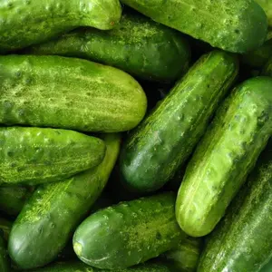 National Pickling Cucumber Seeds