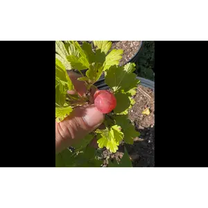 "Jeanne" Gooseberry Plant