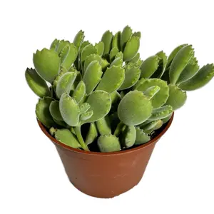 Bear Paw Cotyledon Succulent Plant 6 inch pot