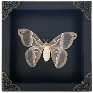 Antique Brown Silkmoth Frame Shadow Box Display, Gothic Interior Decor, Dark Academia Aesthetic, Unique Anniversary Birthday Gift, Botanical Science Art, Interior Display for Curiosities Cabinet, Whimsigoth Home Accents, K16-42-DE
