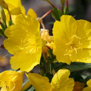 Organic Evening Primrose Seeds (Oenothera biennis) – Yellow Blooms for Pollinator Gardens and Herbal Use