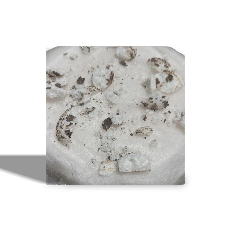 Chocolate /Peppermint Coton Candy