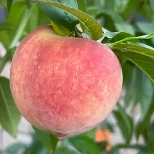 Live honey peach fruit tree seedlings, hardy deciduous shrubs, suitable for patio lawn backyard and home garden landscaping