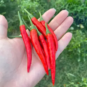 500 Red Chili Pepper Seeds Hot Pepper Variety for Home Garden Planting Long Slender Fruits Ideal for Fresh Drying or Cooking