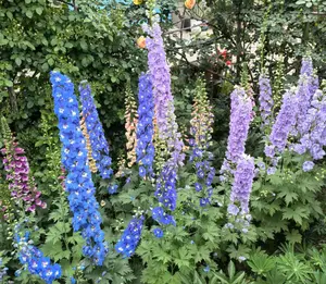 1000+Delphinium Seeds – Premium Perennial Larkspur Flower Seeds, High Germination Rate, All-Season Planting, Cold & Drought Hardy, Beginner Friendly, Non-GMO Garden Seeds