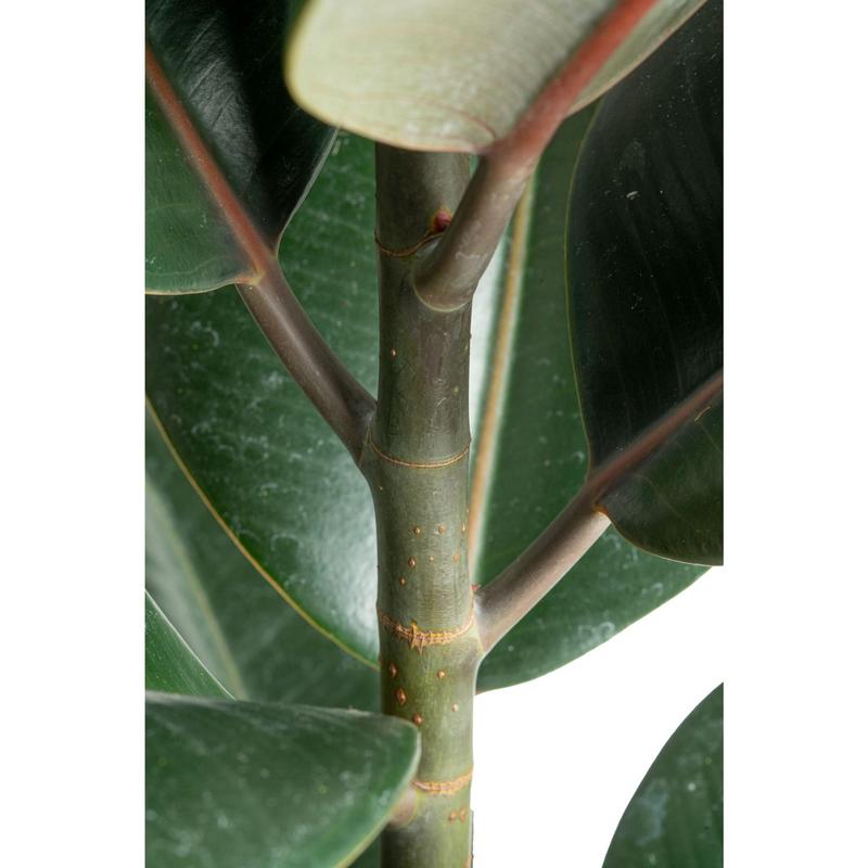 Grower's Choice Ficus Tree | large