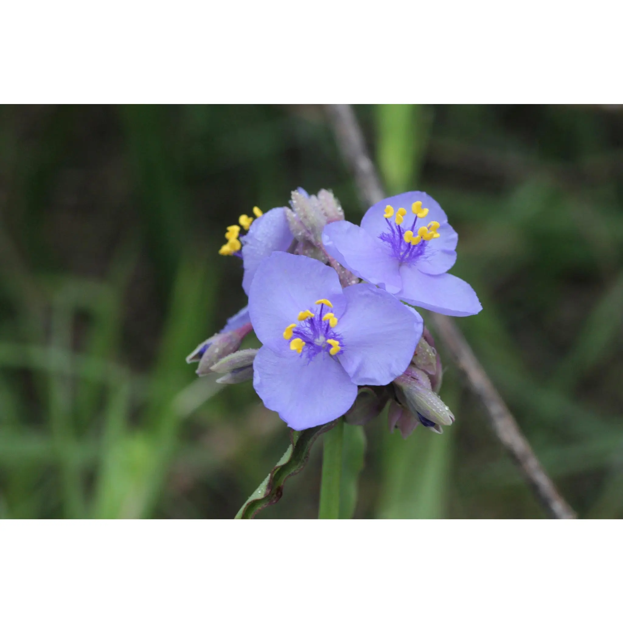 Ohio Spiderwort (Tradescantia ohiensis)