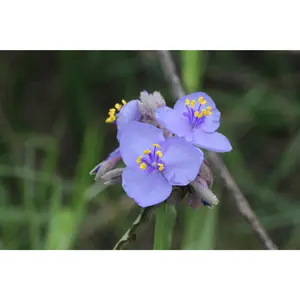 Ohio Spiderwort (Tradescantia ohiensis)