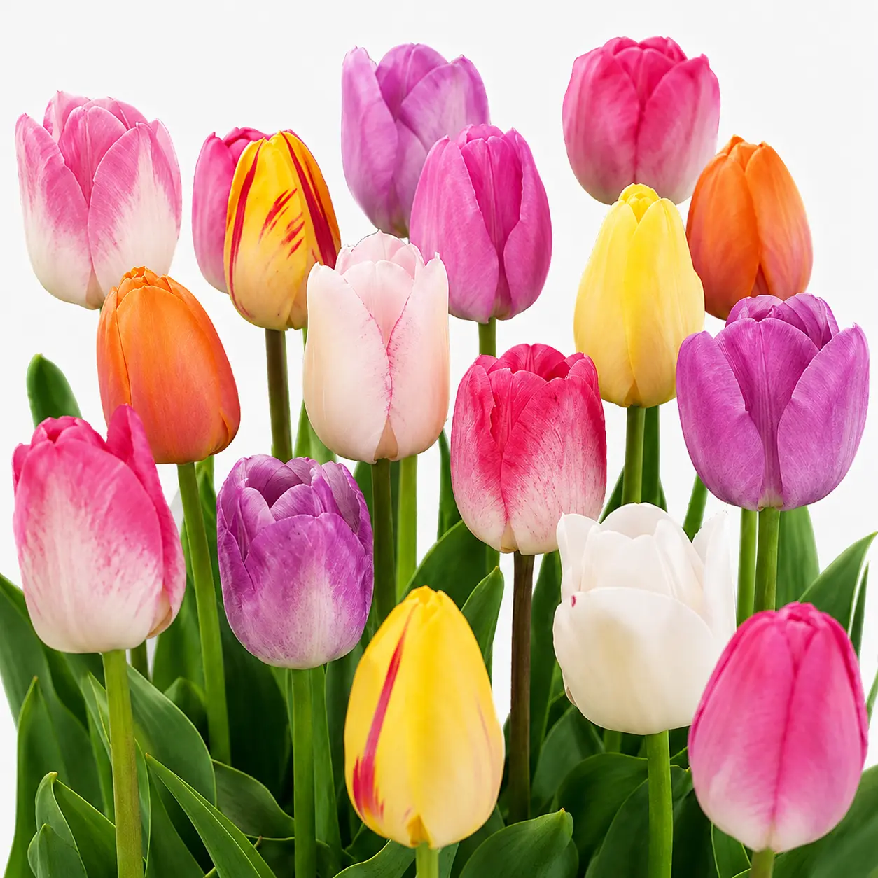 10 Mixed Pastel Tulip Bulbs – Colorful Spring Garden Mix – Easy-to-Grow Blooms