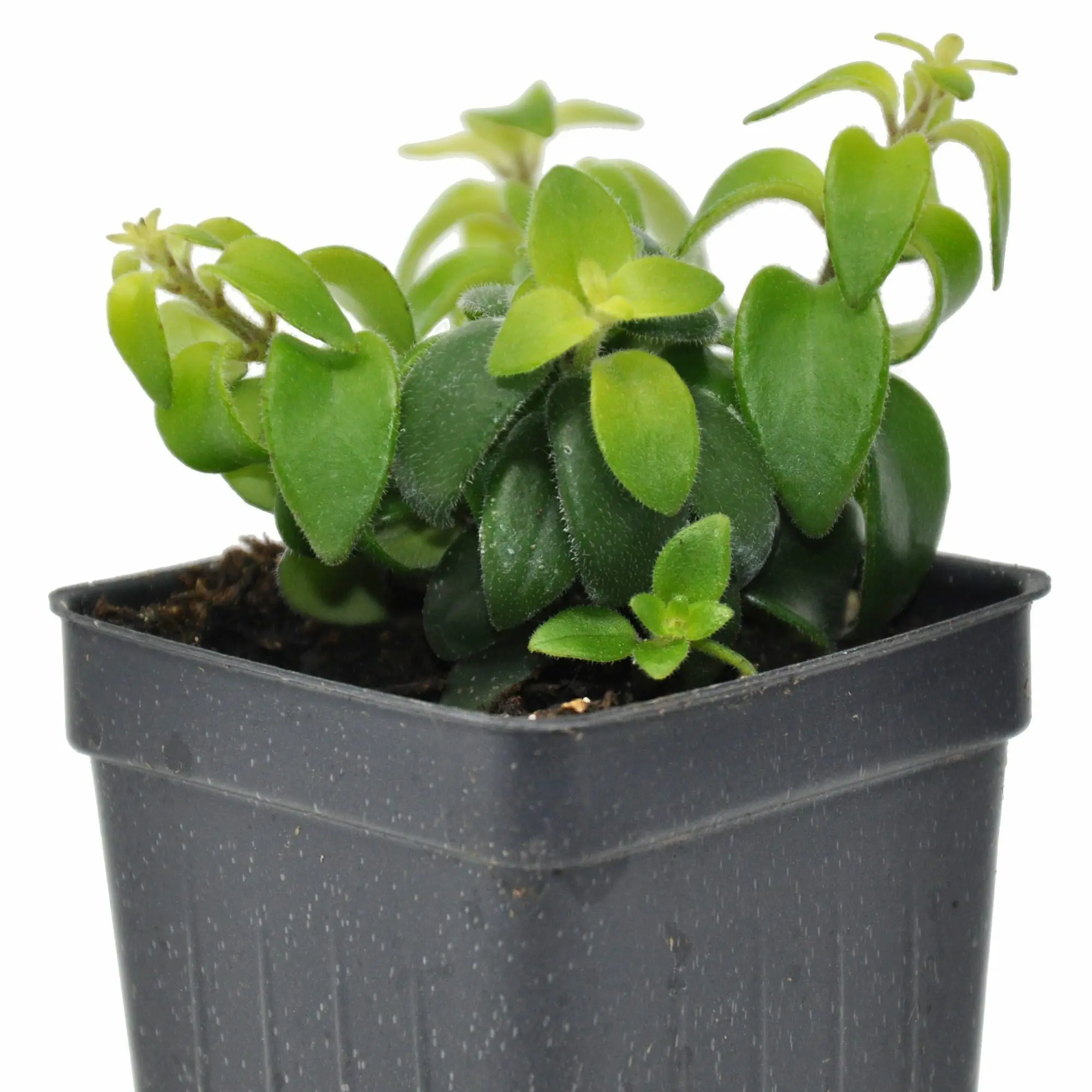 Aeschynanthus, Twisted Lipstick Plant, Twister, Twisted Lipstick Plant