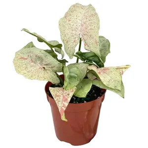 Plant Proper Syngonium Milk Confetti - Vibrant Arrowhead Plant with Milky Green Leaves & Pink Splashes - Easy Care Indoor Decor