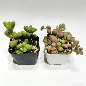 2 Inch Succulent Pair Ice Plant Angular Blue Green Leaves and Angel Tears Brocade Variegated Cream Green Trailing Foliage Textural Contrast Combo