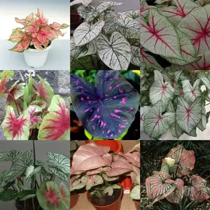 100+ Begonia Coleus Heirloom Seeds - Dual Color Cardimi Flower Garden Seeds for Potted Decorative Plants