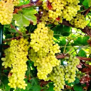 "Thompson Seedless Grapes – Sweet, Juicy & Easy to Grow at Home!"