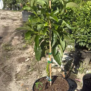 Long Neck Avocado | Bơ Trái Dài | Live Plant 3-5 Ft | No CA