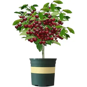 Black Cherry Fruit Tree Live Plant Seedling - Prunus serotina, Great for Home and Garden Yards Planting - Native Edible Cherry Shade Tree