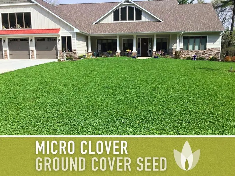 Bulk Micro Clover (Mini) Ground Cover Seed - 160,000+ White Clover Seeds, 1 lb, Lawn Alternative, Drought Tolerant, Erosion Control, Non-GMO