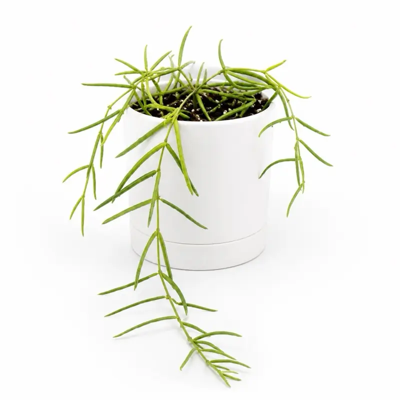 Hoya Linearis 4” Pot – Rare Trailing Hoya | Unique Needle-Like Foliage Houseplant
