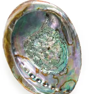 Abalone Shell - 4" Natural Iridescent Interior Heat-Resistant Surface for Smudging & Resin Incense Use in Rituals
