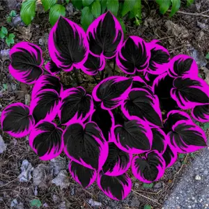 (2 Pack) 800pcs Mixed Flower Seeds, Shade Tolerant Perennial Plants, Suitable for Garden Borders and Walkways, Seeds Only, Not Live Plants