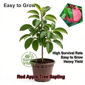 Dwarf Red Fuji Apple Saplings - Premium Crispy Sweet Apple, High Yield Self-Pollinating, Easy-to-Pick Garden Live Fruit Tree
