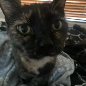 Product Review of Meowant SC01 Smart Litter Box – Self-Cleaning, Odor-Free, Pee Guard, Auto Safety Stop, App-Controlled with Mat & Liner from k**e