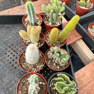 Cacti Bundle 8 different Varieties 4 in pots